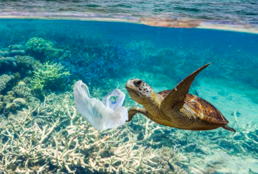 18 05 31 Plastiek in de zee Schildpad