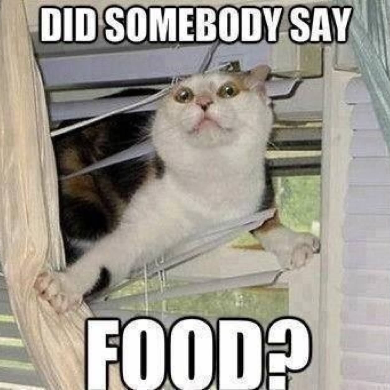 18 Betong Did someone say food Cat meme