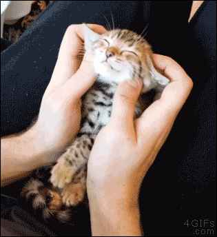 StuMo Kat Massage GIF